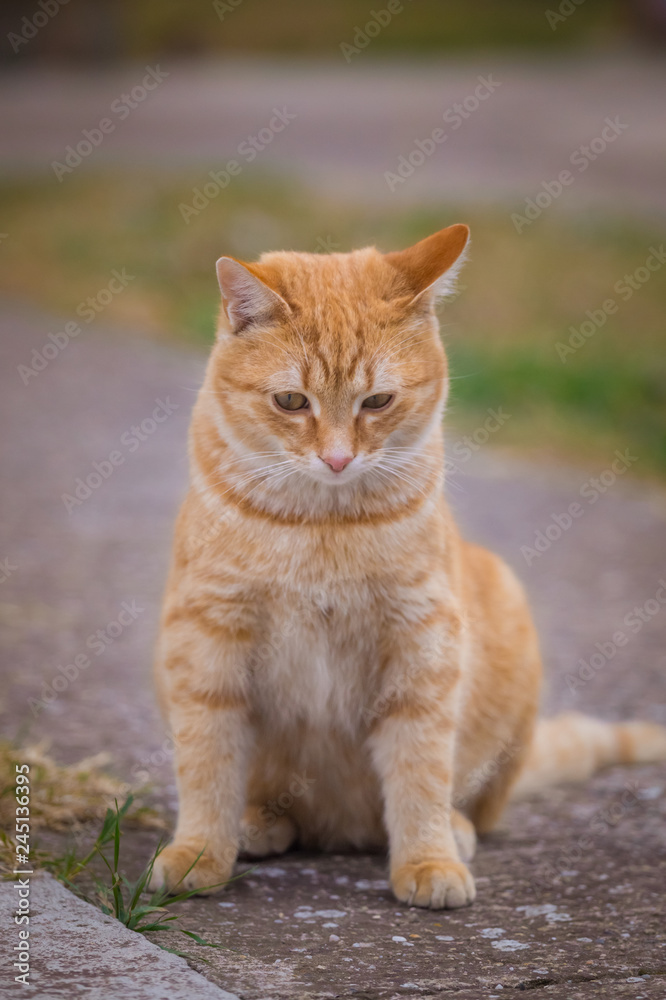 Yellow cat sit on green grass and look away Yellow cat sit on green grass and look away