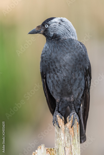 Crow perched on tree trunk with a soft background.