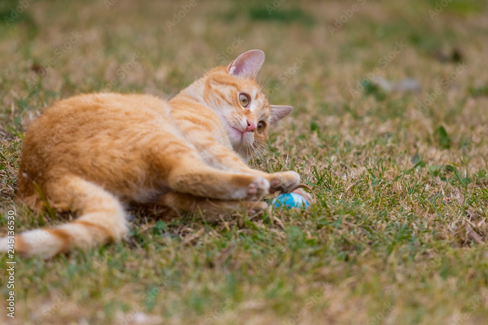 Yellow cat playing with blue ball on the grass