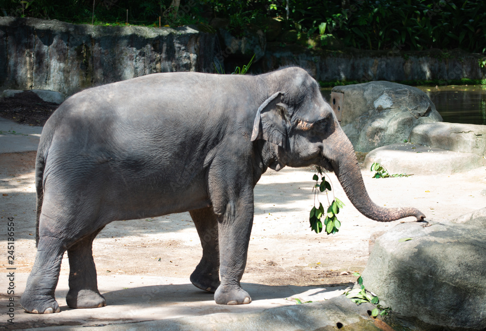 Fototapeta premium Captive Asian Elephant with leaves in its mouth