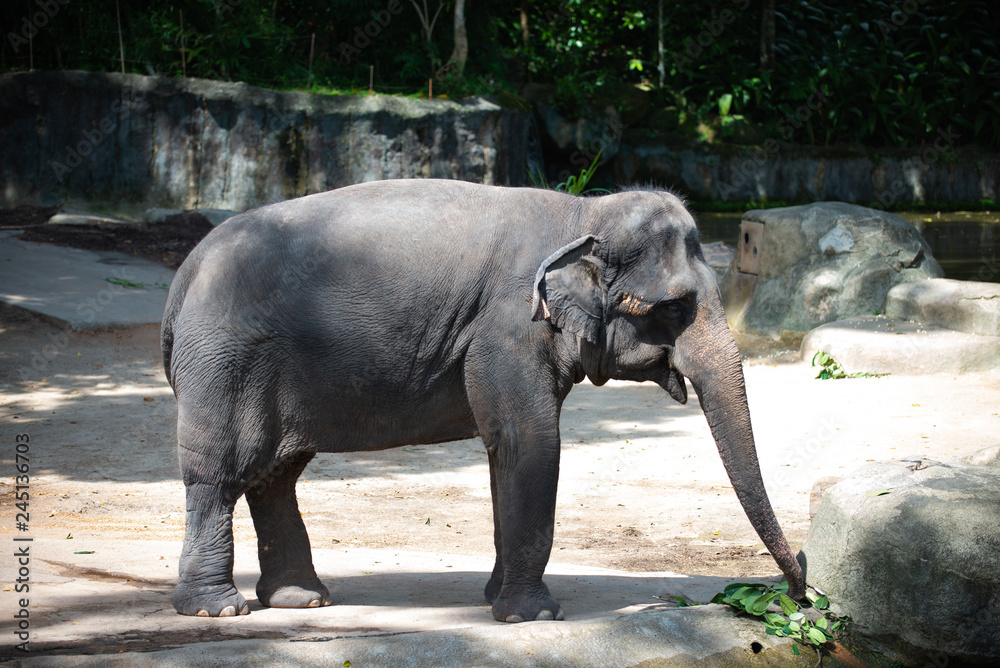 Fototapeta premium Captive Asian Elephant