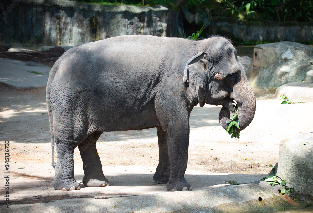 Captive Asian Elephant with leaves in its mouth
