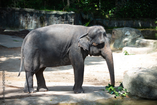 Captive Asian Elephant