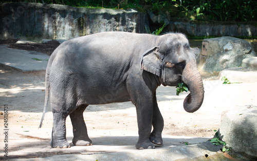 Captive Asian Elephant with leaves in its mouth