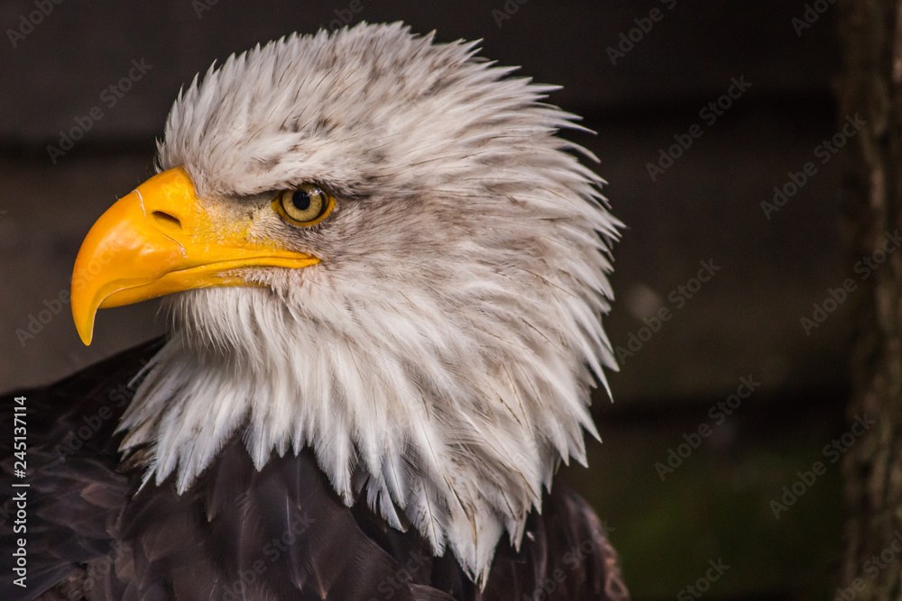 Obraz premium USA Wappenvogel Weisskopfseeadler im Profil 