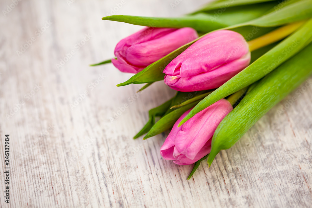 Pink tulips on light background