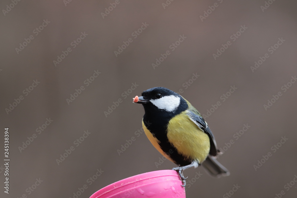 Fototapeta premium Sikora bogata siedzi na karmniku i trzyma larwę w dziobie ...
