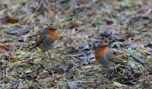 A pair of Robins clean the fallen leaves from insects © chermit