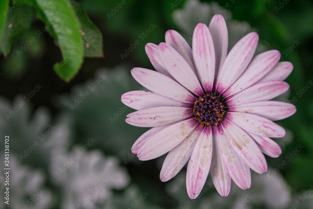 Fototapeta premium pink cosmos flower