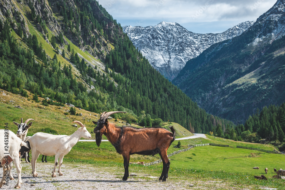 Fototapeta premium mountain goats on the country roud