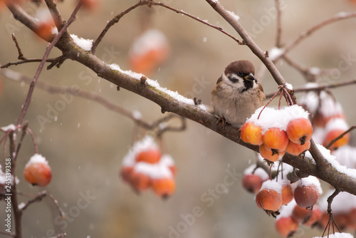 Sparrow sits on a snowy tree
