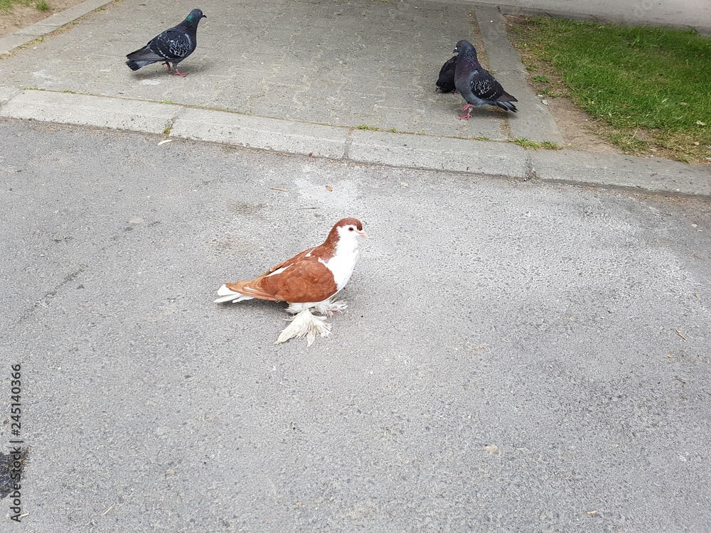 Obraz premium Rare pigeon