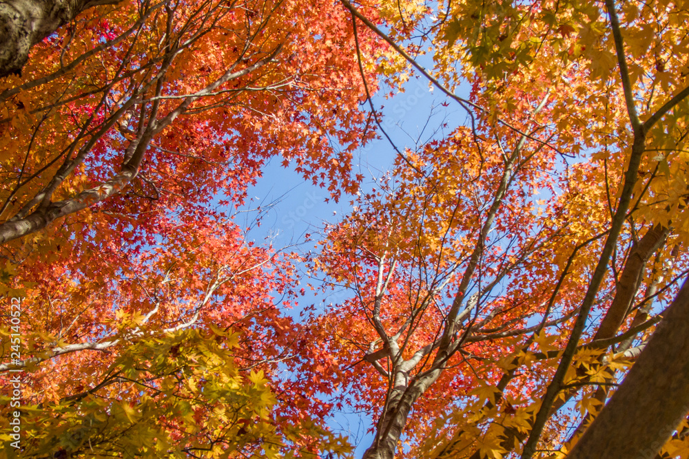 里山の紅葉