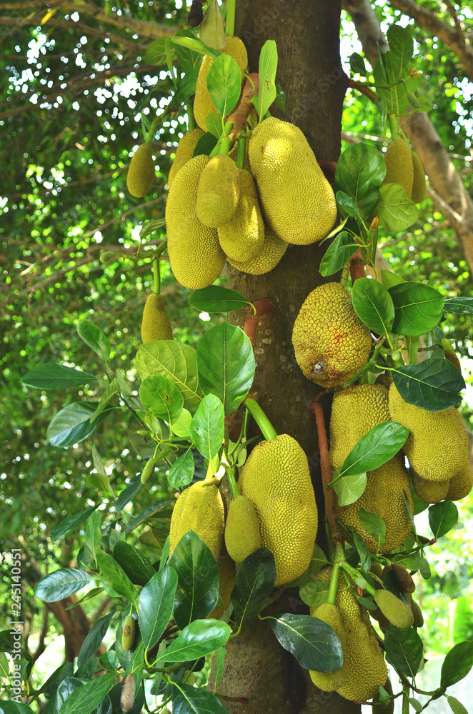 Lots of ripened jackfruit on its tree. Lots of ripened jackfruit on its tree.