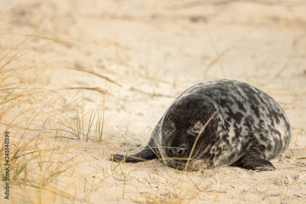 Obraz premium A grey seal lies on the beach on Helgoland
