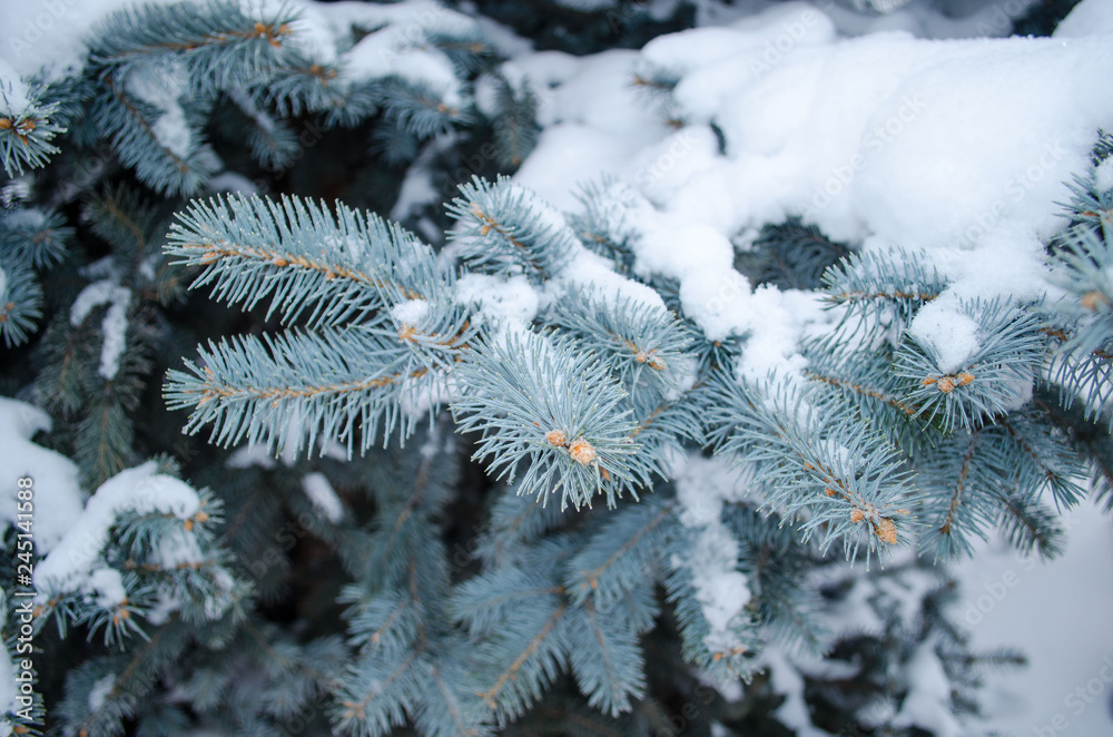 blue spruce in the snow close up horizontally blue spruce in the snow close up horizontally