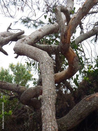 Arbre