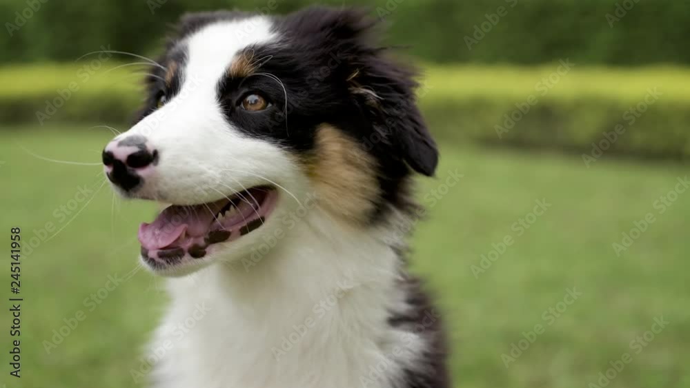 Slow motion - Happy Aussie on meadow with green grass in summer or spring. Beautiful Australian shepherd puppy 3 months old - portrait close-up - looking at camera. Cute dog enjoy at park outdoors. Slow motion - Happy Aussie on meadow with green grass in summer or spring. Beautiful Australian shepherd puppy 3 months old - portrait close-up - looking at camera. Cute dog enjoy at park outdoors.
