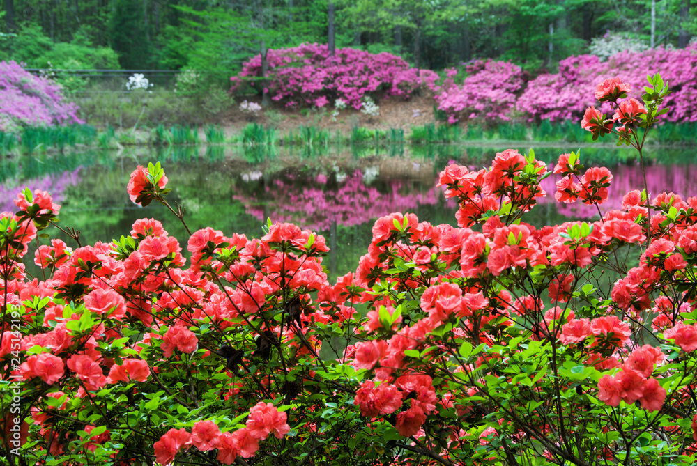 Azalea Flowers in Bloom with Blurred Flowered Background