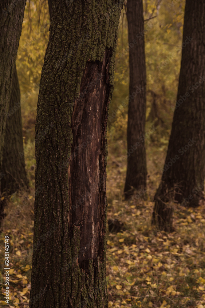 forest in autumn