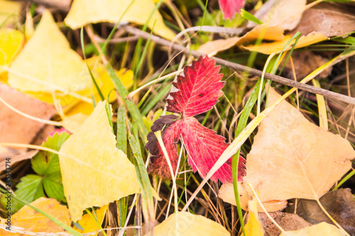 autumn red leaves on the ground