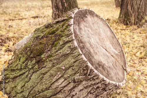 root of tree