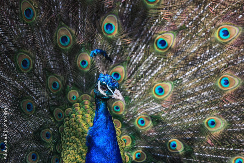 Obraz premium Portrait a beautiful male Peacock with expanded feathers