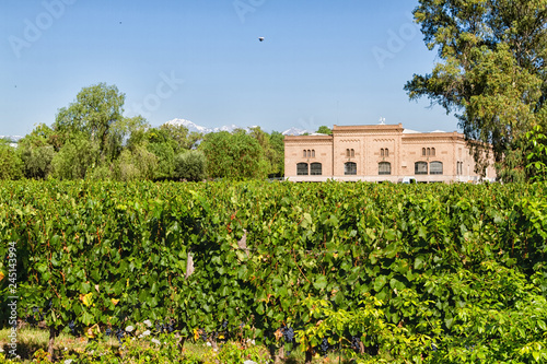 Vineyard and vinery. Volcano Aconcagua Cordillera. Andes mountain range, in Maipu, Argentine province of Mendoza photo