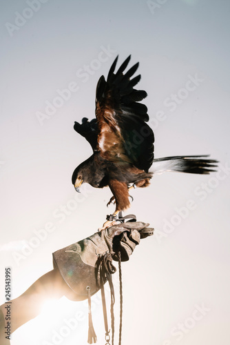 Cute hawk perched on his hand trainer