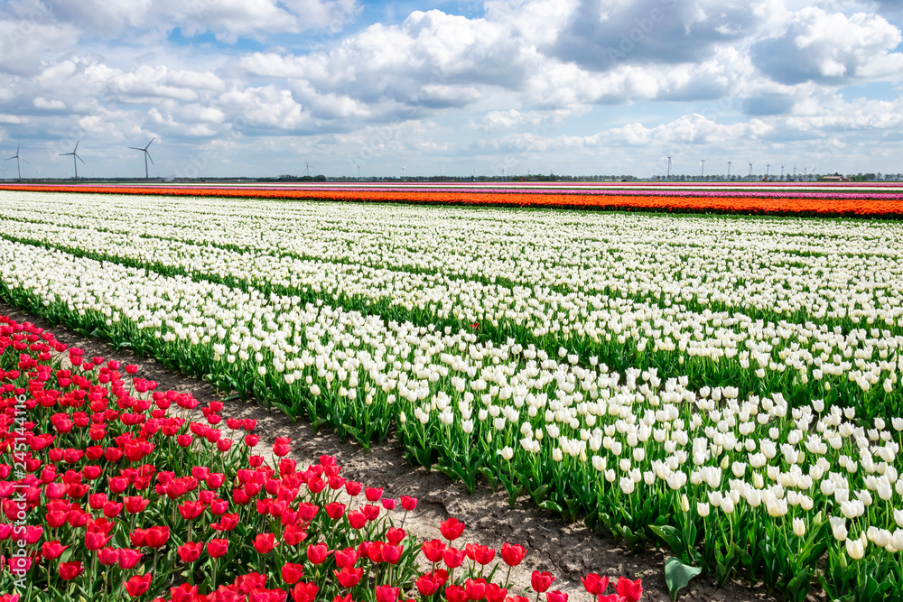 Tulip fields in Holland. Plantation of white, orange, pink, red tulips. Spring in Holland, province Flevoland. Tulip fields in Holland. Plantation of white, orange, pink, red tulips. Spring in Holland, province Flevoland.