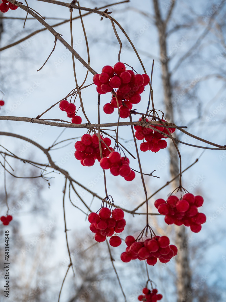 Bright red rowan in the winter snowy forest in Russia