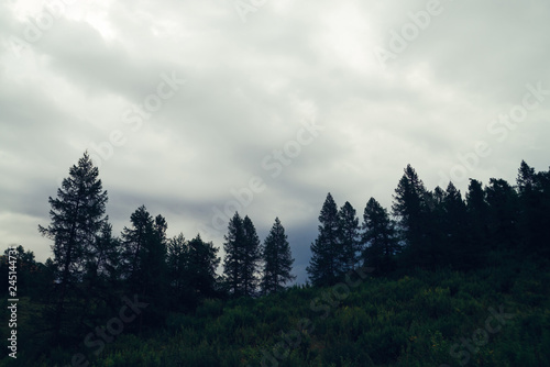 Dark silhouettes of old high pines and spruces from below upwards on background of cloudy sky with copy space. Coniferous trees on hill closeup. Eerie atmospheric landscape. Gloomy wilderness woodland