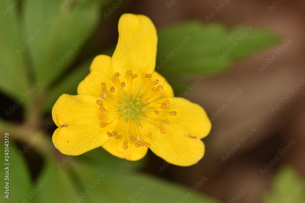 Small meadow yellow flowers in a green grass Small meadow yellow flowers in a green grass