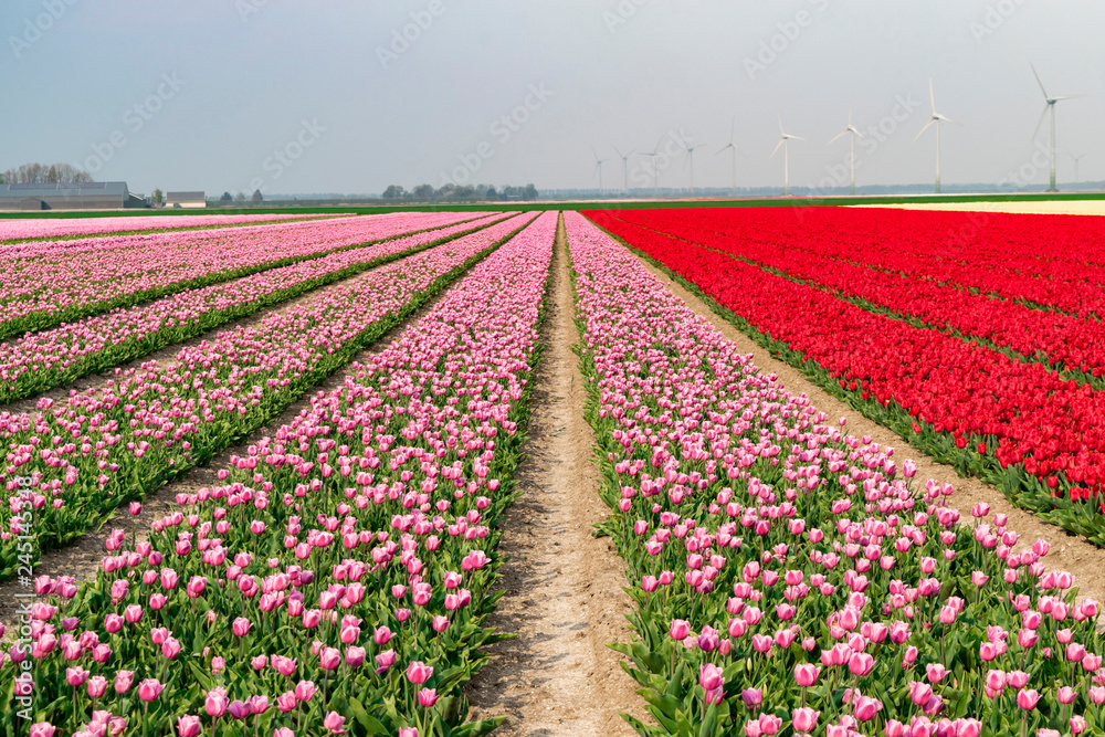 Multicolored tulip fields in Holland. Agricultural landscape with plantation of tulips. Dutch flower fields.