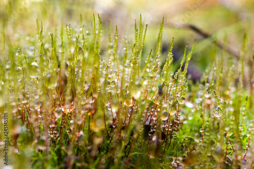 Image of a healthy forest with lichens and green mosses covered in drops of rainwater from environmental care.