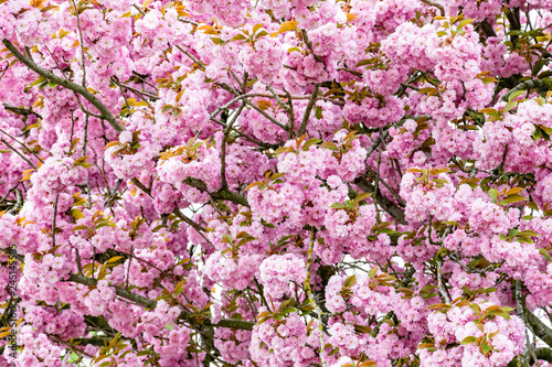 Wallpaper Mural Flowering Sakura close up. Spring fruit trees. Torontodigital.ca