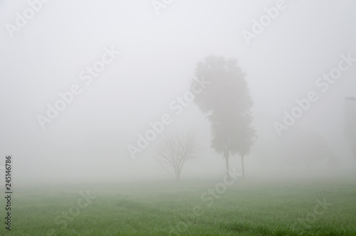 tree in the fog