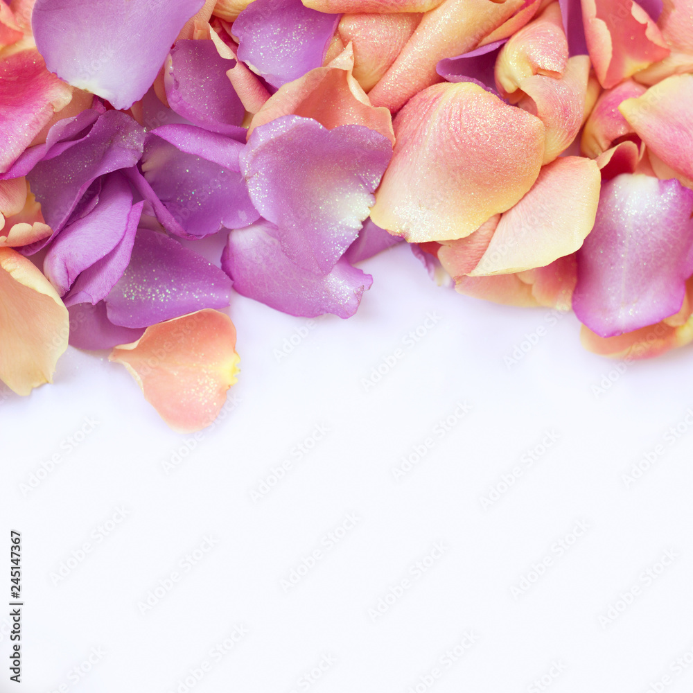 Pink and violet rose petals on white backgroun, with copy space; floral background
