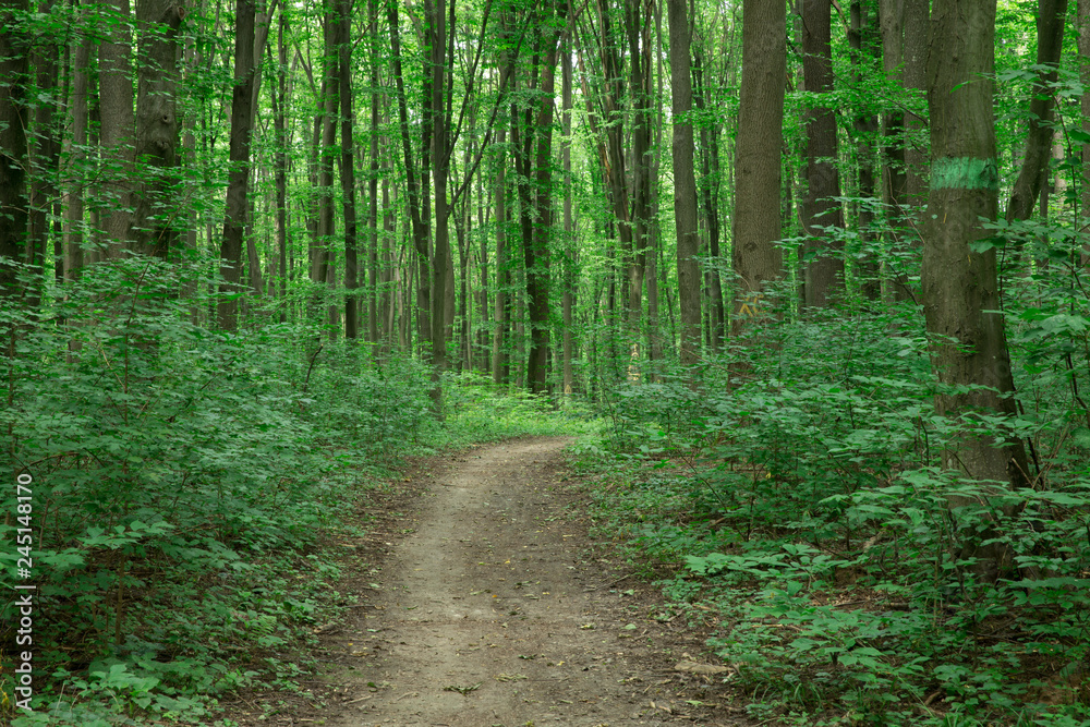 Forest trees. nature green wood sunlight backgrounds Forest trees. nature green wood sunlight backgrounds