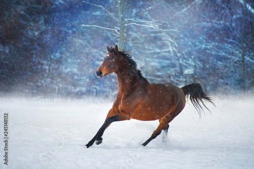 Bay horse with long mane run fast in winter snow day