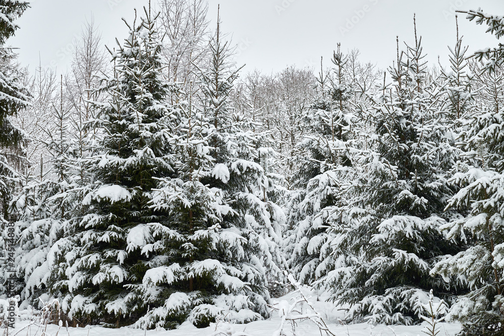 Christmas trees are beautifully snowy snow. Christmas trees are beautifully snowy snow.