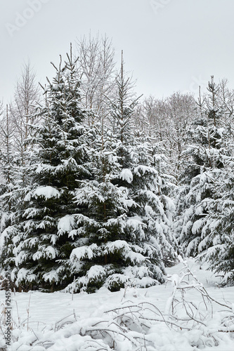 Christmas trees are beautifully snowy snow.