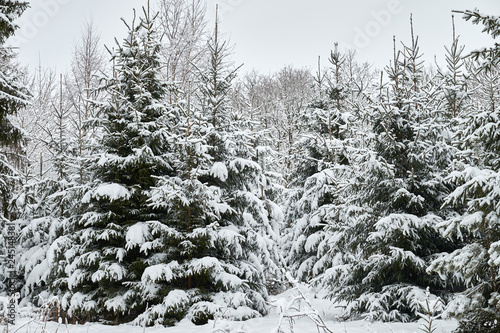 Christmas trees are beautifully snowy snow. © Alvydas