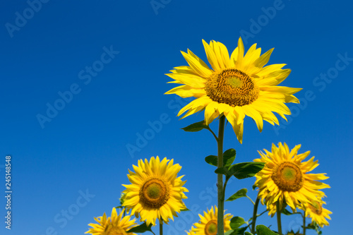 Fototapeta Naklejka Na Ścianę i Meble -  Sunflower field with cloudy blue sky