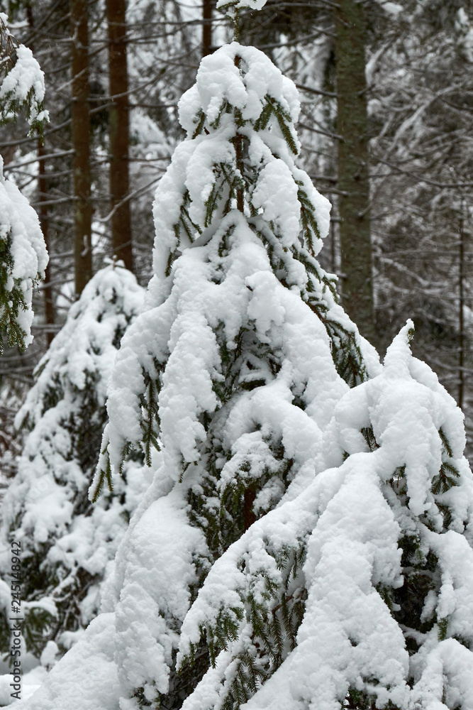 Christmas trees are beautifully snowy snow.