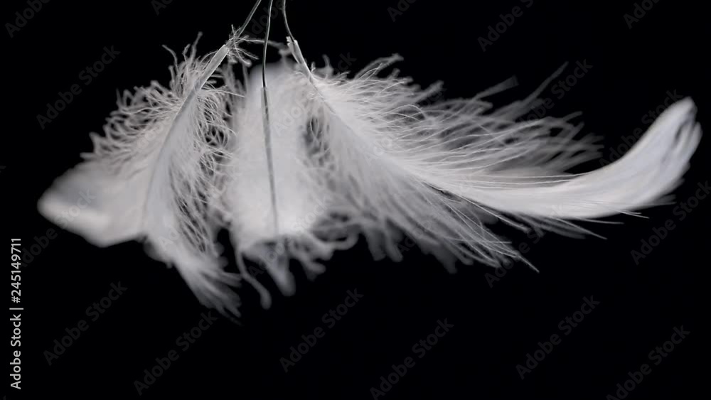 white feather sways on a black background white feather sways on a black background