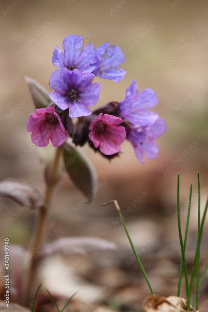 A little purple-pink spring flower of lungwort against the last year's brown leaves A little purple-pink spring flower of lungwort against the last year's brown leaves