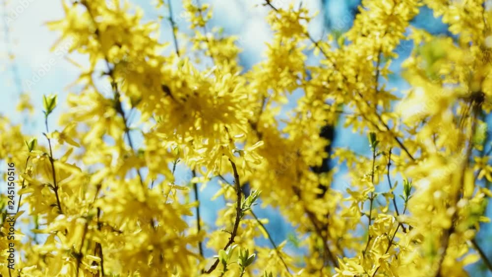 Beautiful yellow blooming trees isolated over blue sky background. Seasonal growth and sunny warm weather. Real time full hd video footage. Beautiful yellow blooming trees isolated over blue sky background. Seasonal growth and sunny warm weather. Real time full hd video footage.