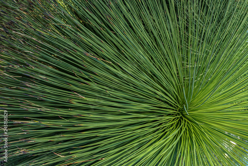 Wild exotic plant in the jungle texture background