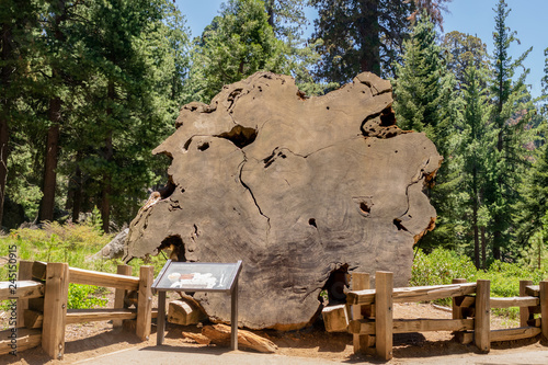 Durchgesaegter Mammutbaum im Durchmesser im Sequoia Park, Kalifornien, USA